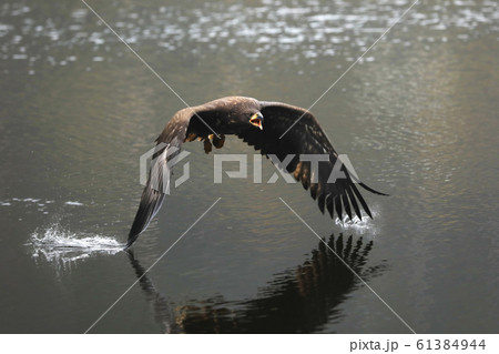 Eurasian sea eagle flying above the water, fly on 61384944