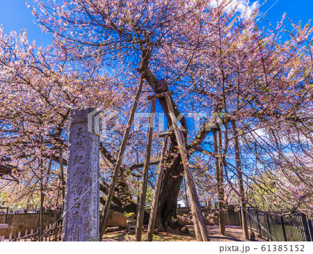 日本五大桜 石戸蒲ザクラ 日本五大桜 石戸蒲ザクラ 61385152