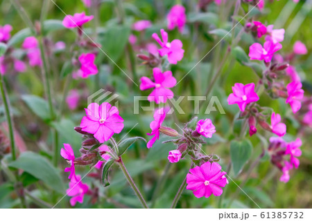 Flowers of a perennial plant Silene dioica known as Red campion or Red catchfly on a forest edge in the summer 61385732