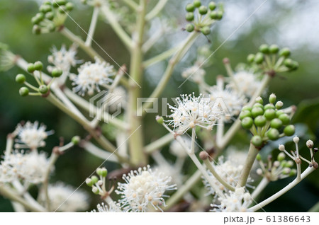 ヤツデの花 61386643