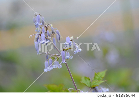 クサボタン 61386644