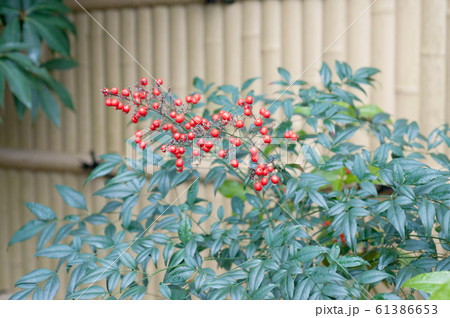 ナンテンの赤い実 61386653