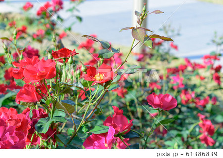 バラ園に咲き乱れる赤いバラ バラ園に咲き乱れる赤いバラ 61386839