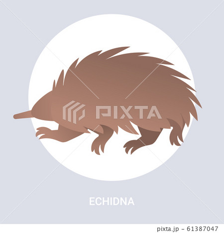 echidna icon cartoon endangered wild australian animal symbol wildlife species fauna concept flat 61387047