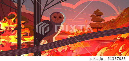 owl bird escaping from fires in australia animals dying in wildfire bushfire natural disaster concept intense orange flames horizontal 61387083