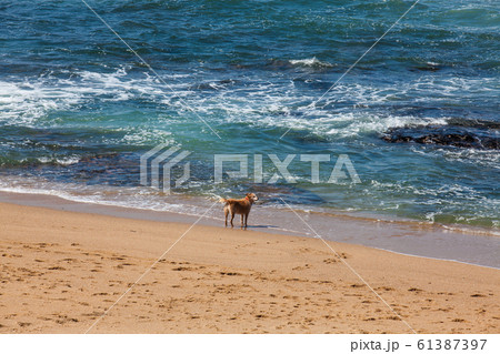 Dog enjoying a sunny early spring day at the beautiful beaches along the Porto city coast 61387397