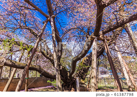 日本五大桜　石戸蒲ザクラ 61387798