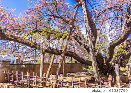 日本五大桜　石戸蒲ザクラ 61387799