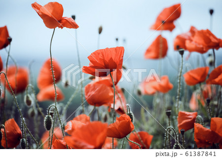 the poppies field the poppies field 61387841