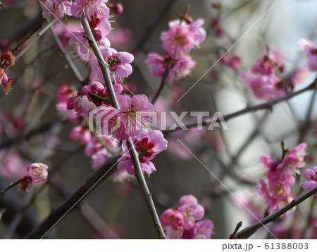 初春　梅の花 61388003