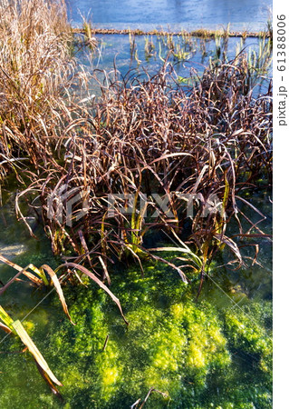 Plants at frozen natural swimming pool filtering water without chemicals, sunny winter day 61388006