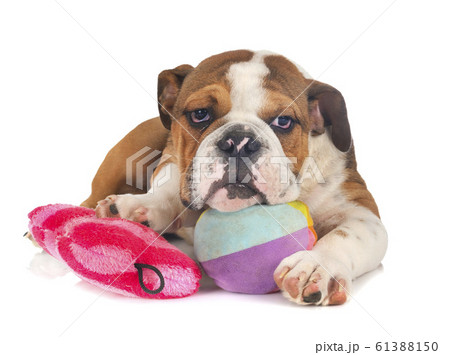 american bully in studio american bully in studio 61388150