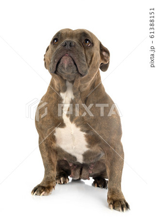 american bully in studio american bully in studio 61388151