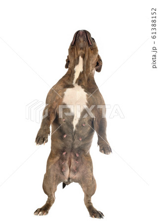 american bully in studio american bully in studio 61388152