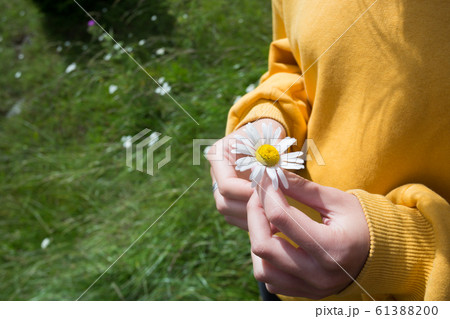 girl holds a camomile in hands 61388200