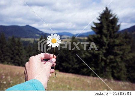 girl holds a camomile in hands girl holds a camomile in hands 61388201