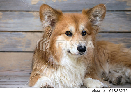 corgi fluffy portrait 61388235