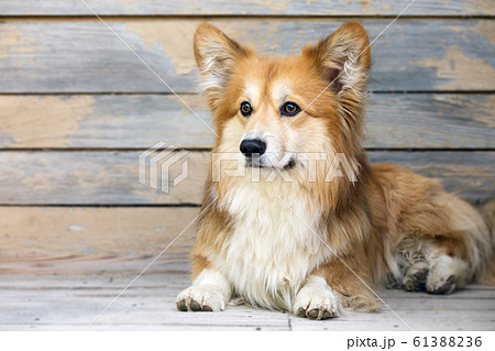 corgi fluffy portrait 61388236