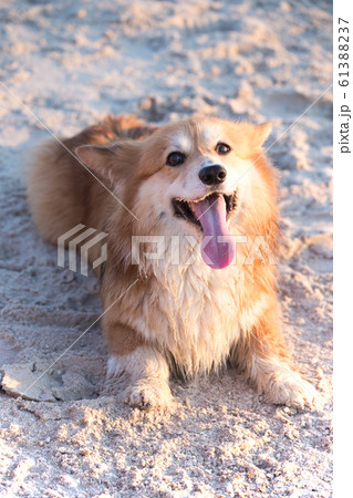corgi fluffy portrait 61388237