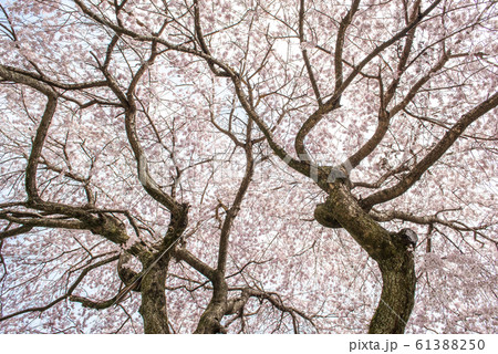 【春イメージ】満開のしだれ桜 61388250