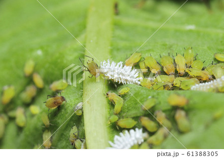 アブラムシを食べるテントウムシの幼虫 アブラムシを食べるテントウムシの幼虫 61388305