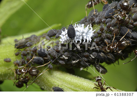 アブラムシとテントウムシの幼虫の写真素材