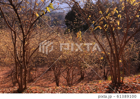 山の斜面に群生する蝋梅 山の斜面に群生する蝋梅 61389100