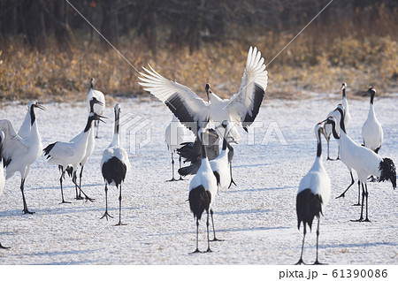 タンチョウに追い払われるクロヅル（北海道） 61390086