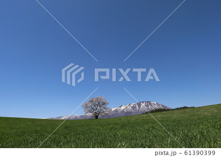 岩手　雫石　小岩井農場の一本桜　 61390399