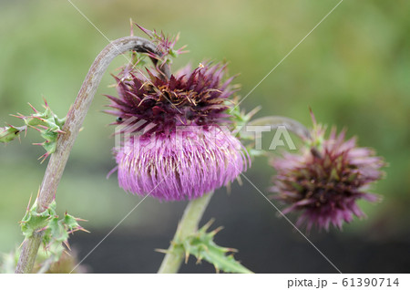 フジアザミ フジアザミ 61390714