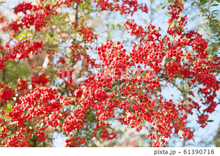 ピラカンサ 61390716