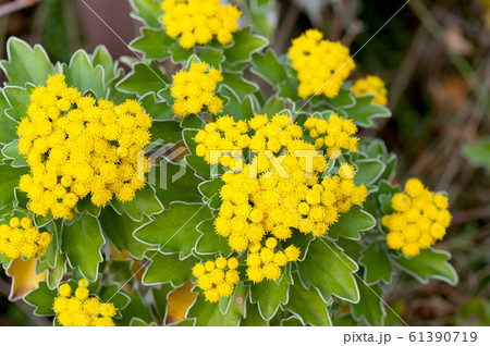 イソギク イソギク 61390719