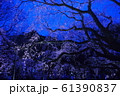 夜桜 61390837