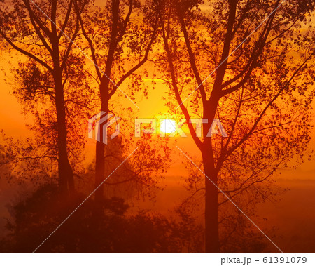 朝陽に染まる 61391079