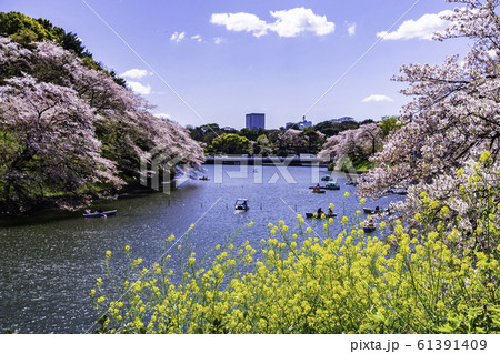（東京都）千鳥ヶ淵　満開の桜と菜の花 61391409