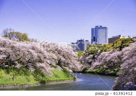 （東京都）千鳥ヶ淵　満開の桜 61391412