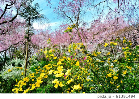枝垂桜と花々 枝垂桜と花々 61391494