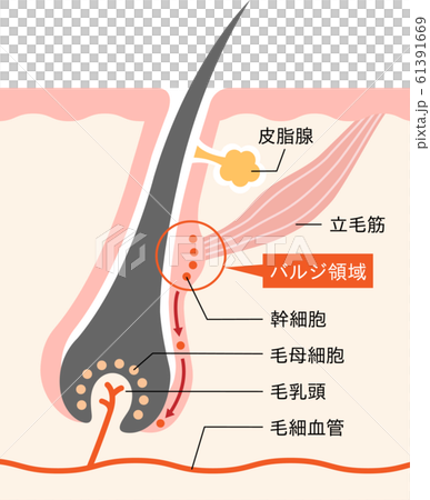 Cross section of bulge area and hair root skin Cross section of bulge area and hair root skin 61391669