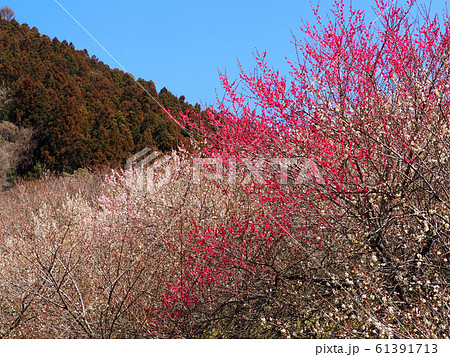木下沢梅林(こげさわばいりん) 木下沢梅林(こげさわばいりん) 61391713