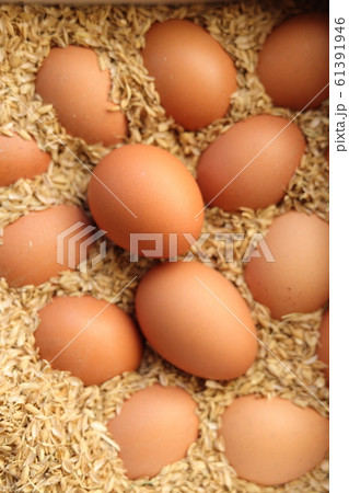たまご 61391946