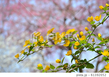 山吹の花 山吹の花 61392052