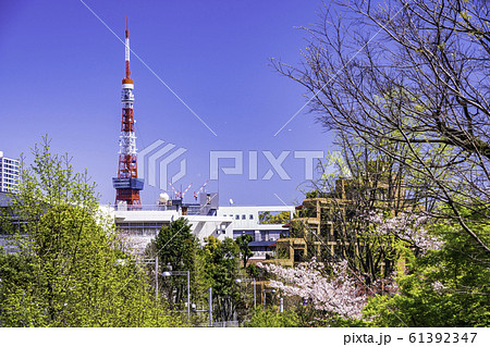 （東京都）桜咲く毛利庭園から望む、東京タワー 61392347