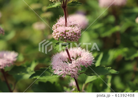 ダンギクの花 61392408