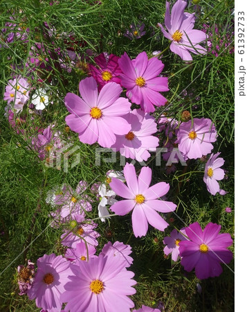 ピンク 花 園芸 61392733