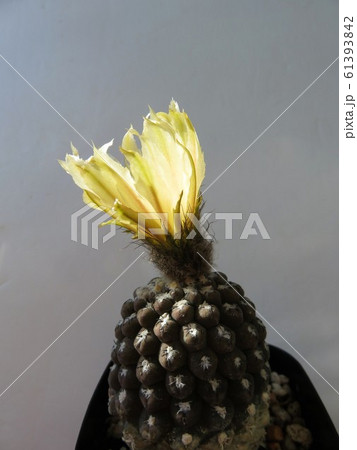 サボテン 豹頭 サボテン 豹頭 61393842