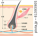 毛根　肌の断面図 61393905