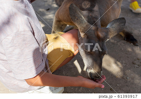 Close-up of a baby hand nursing an Australian Kangaroo. love to the animals 61393917