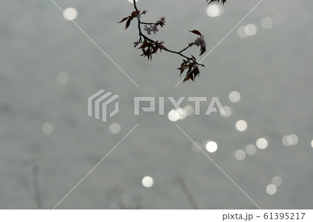 鳥取　四季の散歩　春　青島 61395217