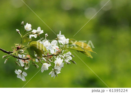 鳥取 四季の散歩 春 青島 鳥取 四季の散歩 春 青島 61395224