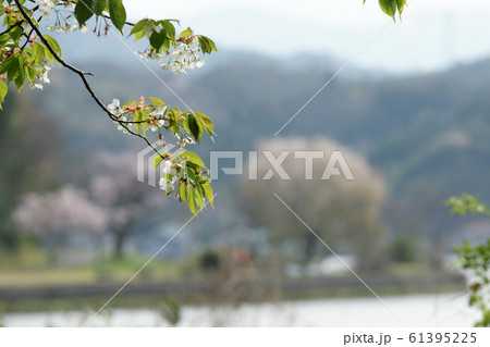 鳥取 四季の散歩 春 青島 鳥取 四季の散歩 春 青島 61395225